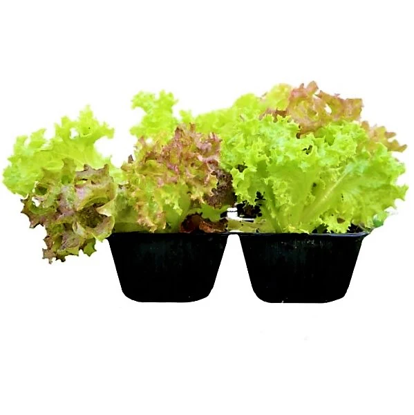 Lettuce, Lactuca Sativa - Image 2