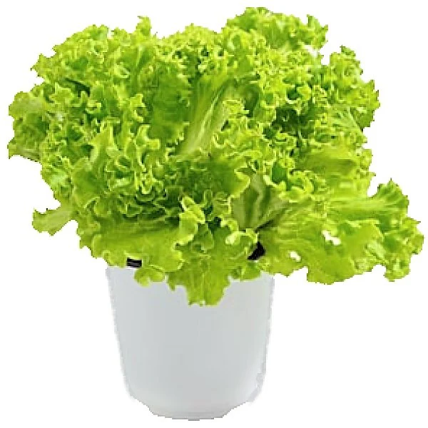 Lettuce, Lactuca Sativa - Image 3
