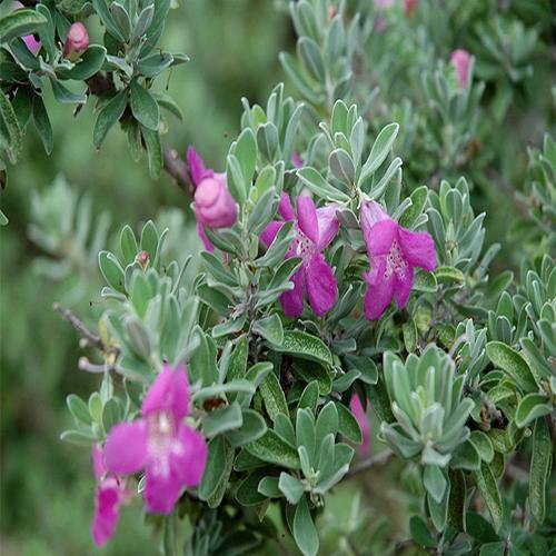 Leucophyllum Frutescens, Texas Sage - Image 2
