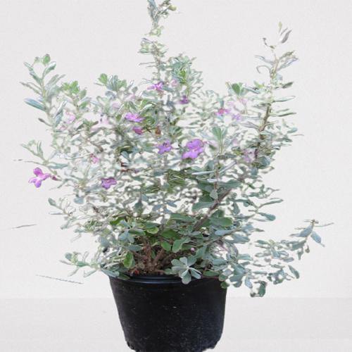 Leucophyllum Frutescens, Texas Sage - Image 3