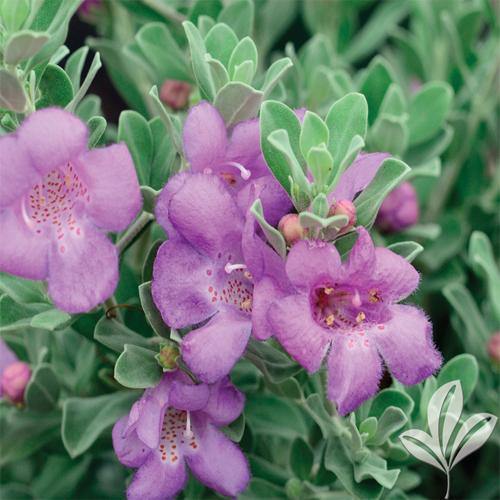 Leucophyllum Frutescens, Texas Sage - Image 4