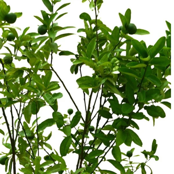 Citrus, Binzaheer, lime - Image 3