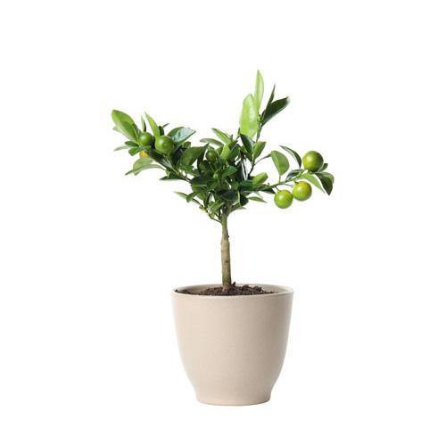 Citrus, Binzaheer, lime - Image 7