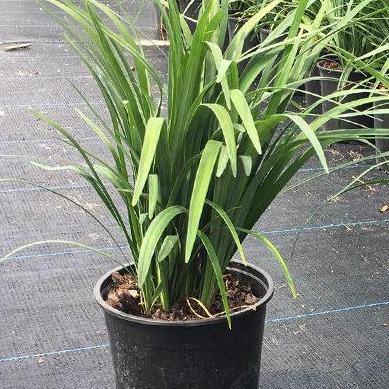 Liriope Muscari, Lilyturf - Image 2