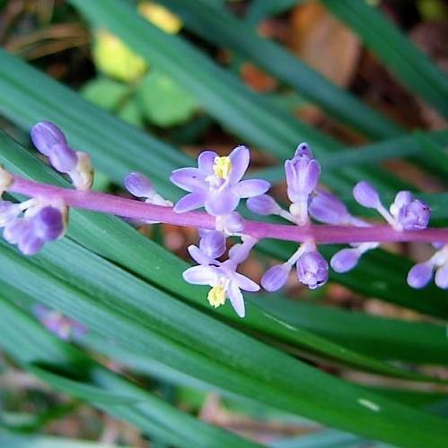 Liriope Muscari, Lilyturf - Image 3