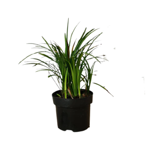 Liriope Muscari, Lilyturf - Image 4