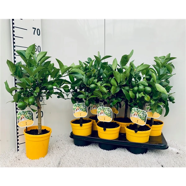 Office Lemon Tree, Citrus Lemon with fruit - Image 3