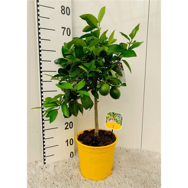 Office Lemon Tree, Citrus Lemon with fruit - Image 4