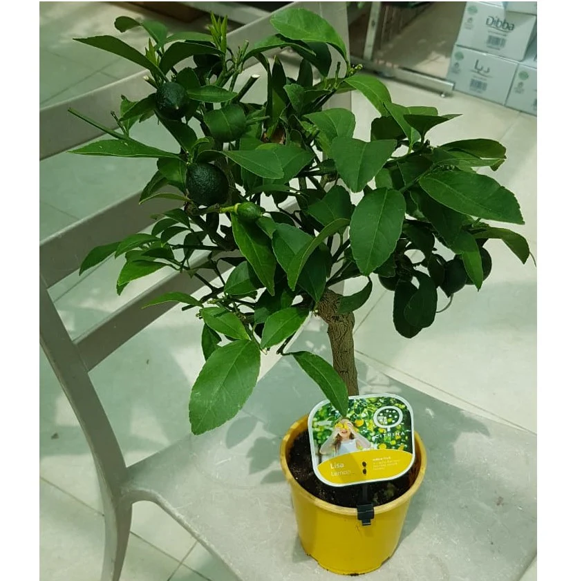 Office Lemon Tree, Citrus Lemon with fruit - Image 5
