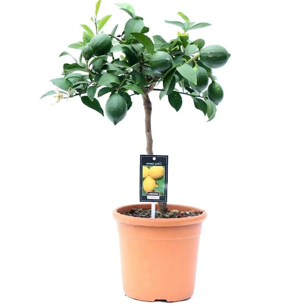 Office Lemon Tree, Citrus Lemon with fruit - Image 6