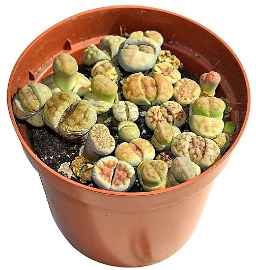 Living Stones , Lithops - Image 2