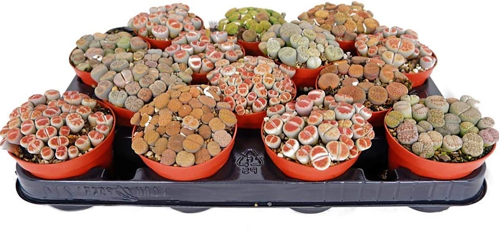 Living Stones , Lithops - Image 4