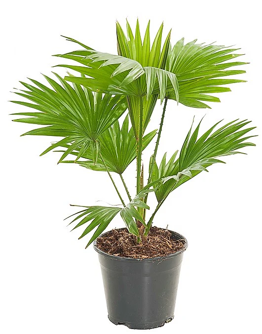 Livistona Palm, Footstool Palm, Table Palm, Fan Palm - Image 2