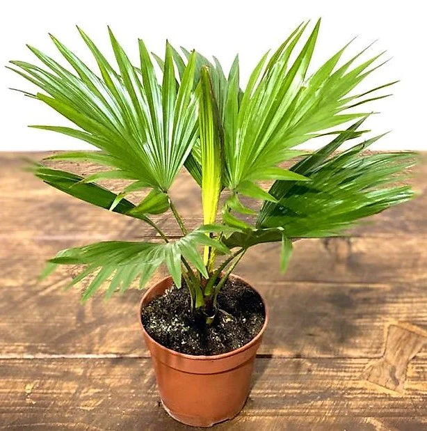Livistona Palm, Footstool Palm, Table Palm, Fan Palm - Image 3
