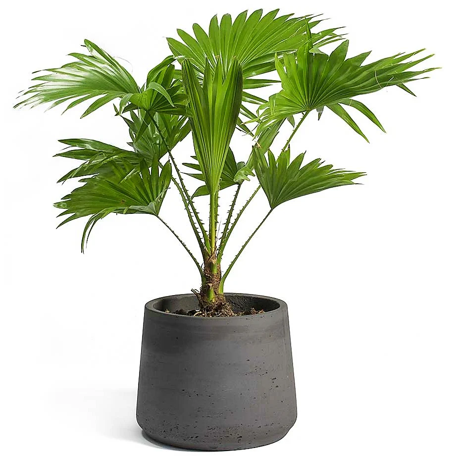 Livistona Palm, Footstool Palm, Table Palm, Fan Palm - Image 4