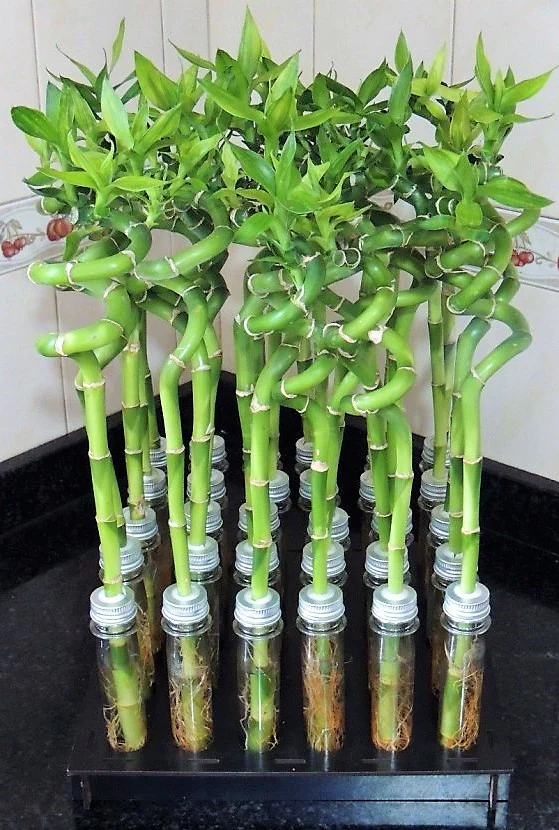 Lucky Bamboo Sticks, Dracaena Sanderiana - Image 3