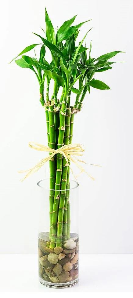 Lucky Bamboo Sticks, Dracaena Sanderiana - Image 4
