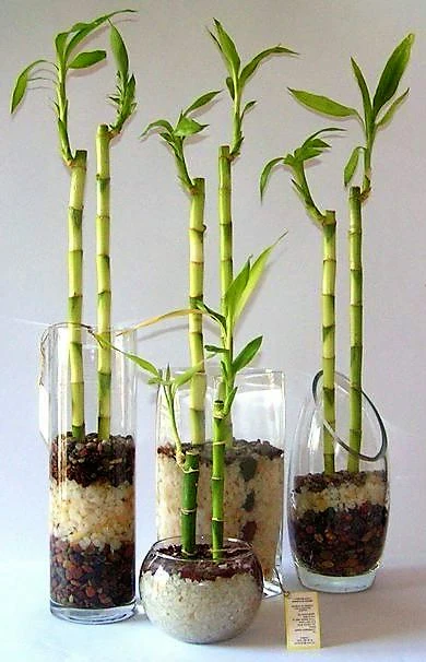 Lucky Bamboo Sticks, Dracaena Sanderiana - Image 5