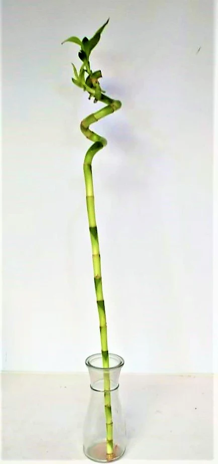 Lucky Bamboo Sticks, Dracaena Sanderiana - Image 6
