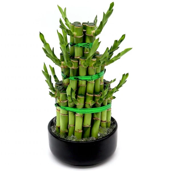 Lucky Bamboo Steps, Dracaena Sanderiana - Image 2