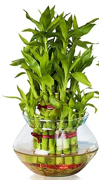 Lucky Bamboo Steps, Dracaena Sanderiana - Image 3