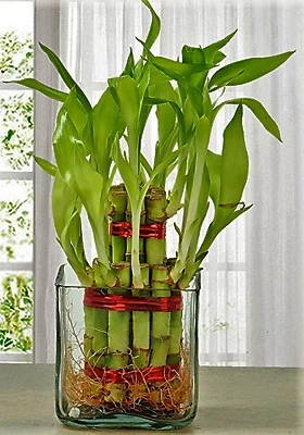 Lucky Bamboo Steps, Dracaena Sanderiana - Image 4