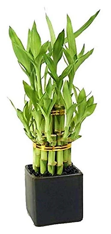 Lucky Bamboo Steps, Dracaena Sanderiana - Image 5