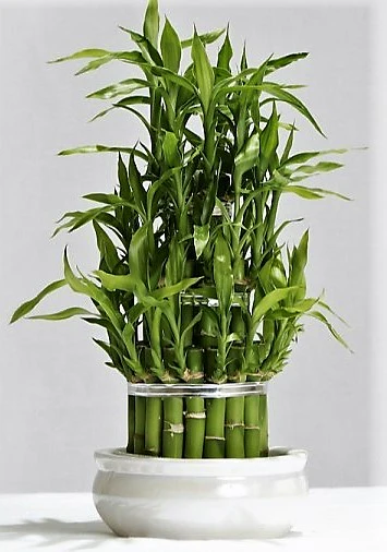 Lucky Bamboo Steps, Dracaena Sanderiana - Image 6