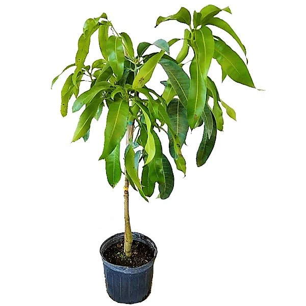 Mangifera indica, Mango Tree