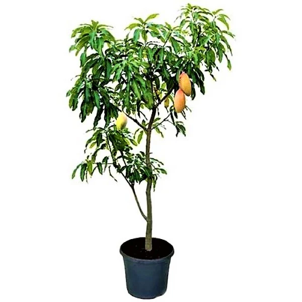 Mangifera indica, Mango Tree - Image 2