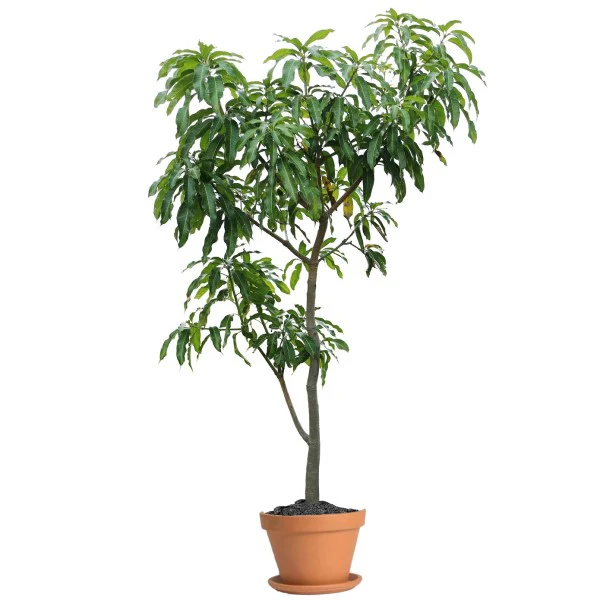 Mangifera indica, Mango Tree - Image 3
