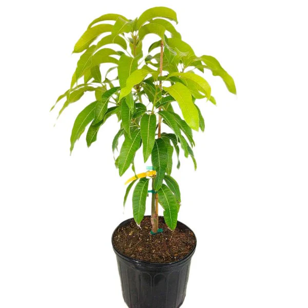 Mangifera indica, Mango Tree - Image 4