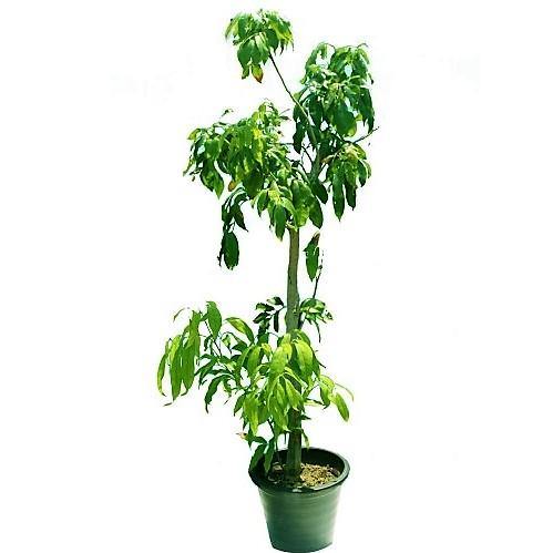 Mangifera indica, Mango Tree - Image 6