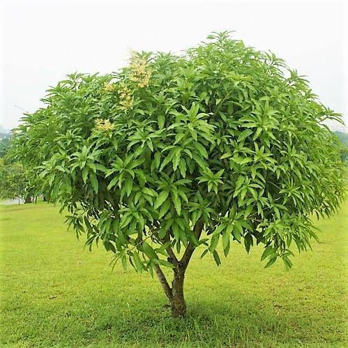 Mangifera indica, Mango Tree - Image 7