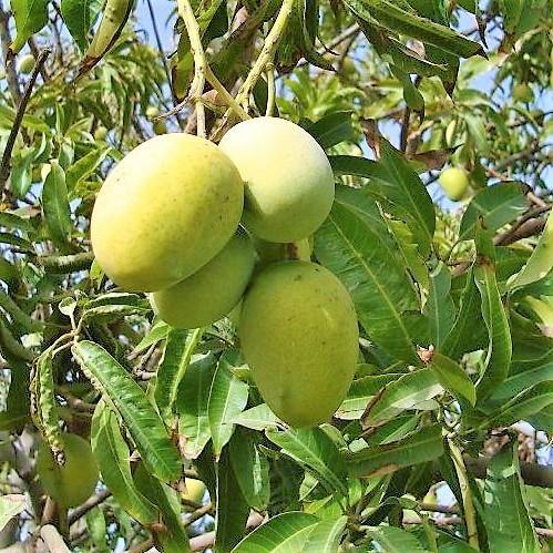 Mangifera indica, Mango Tree - Image 8
