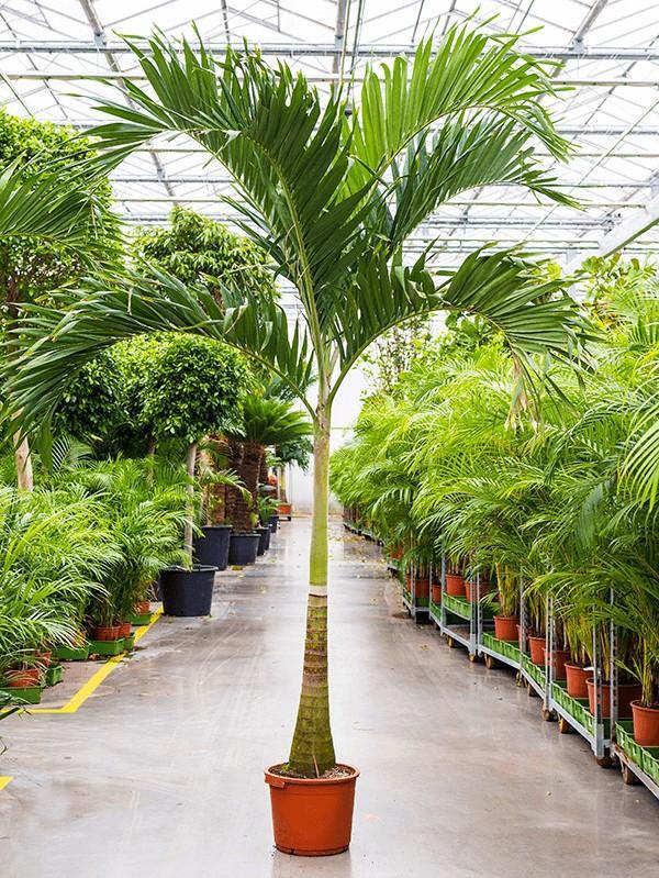 Manila Palm, Veitchia Merrillii - Image 2