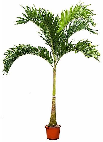 Manila Palm, Veitchia Merrillii - Image 3