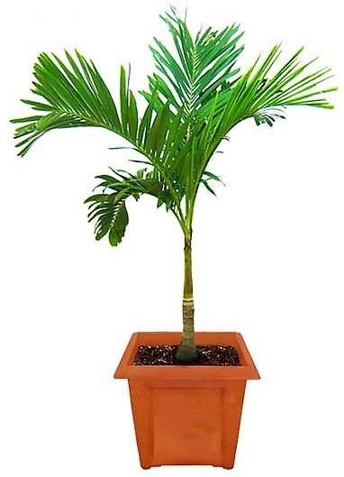 Manila Palm, Veitchia Merrillii - Image 4