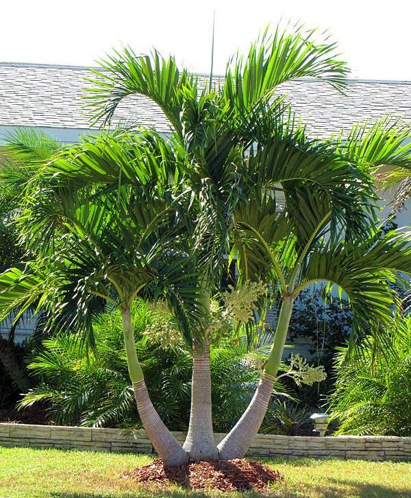 Manila Palm, Veitchia Merrillii - Image 5