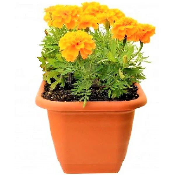 Marigold