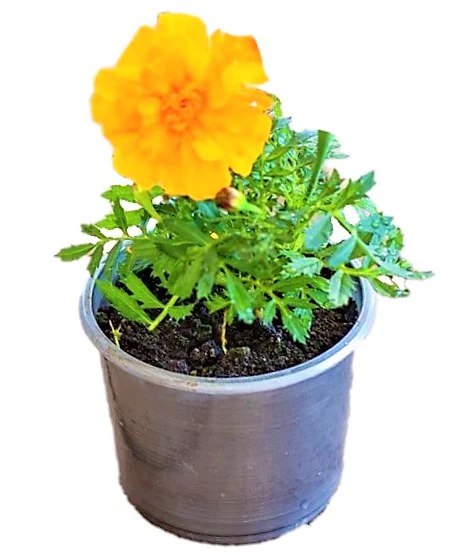 Marigold - Image 2