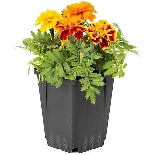 Marigold - Image 3