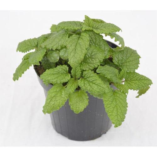 Melissa, Balm Mint - Image 2