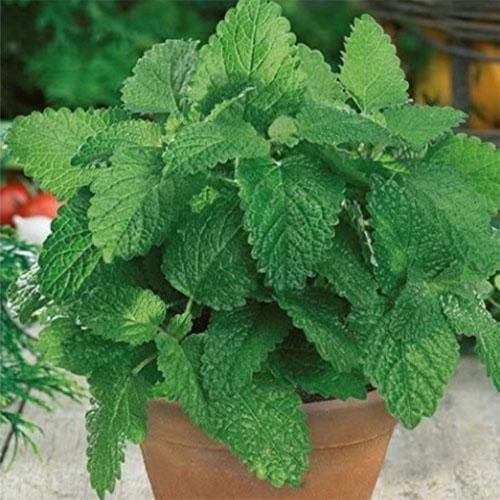 Melissa, Balm Mint - Image 3
