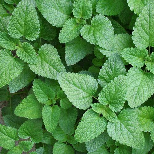Melissa, Balm Mint - Image 4