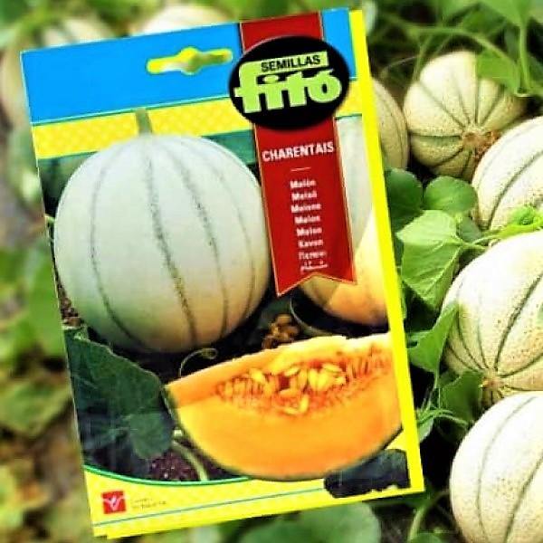 Melon Charentais Seeds - Image 2