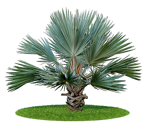 Mexican Blue Palm, Brahea Armata - Image 3