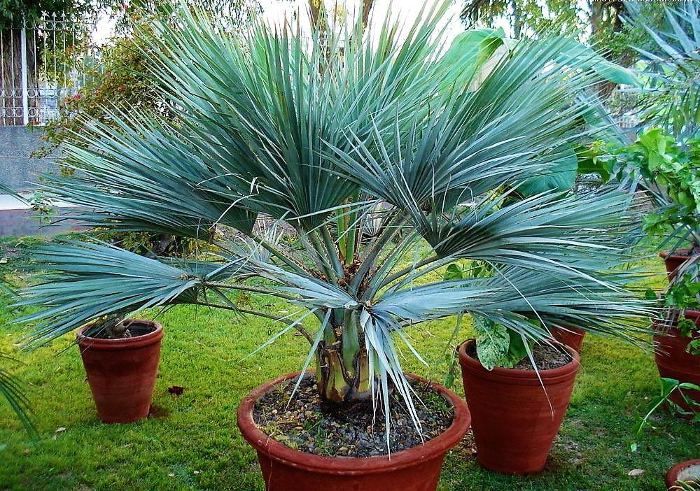 Mexican Blue Palm, Brahea Armata - Image 4