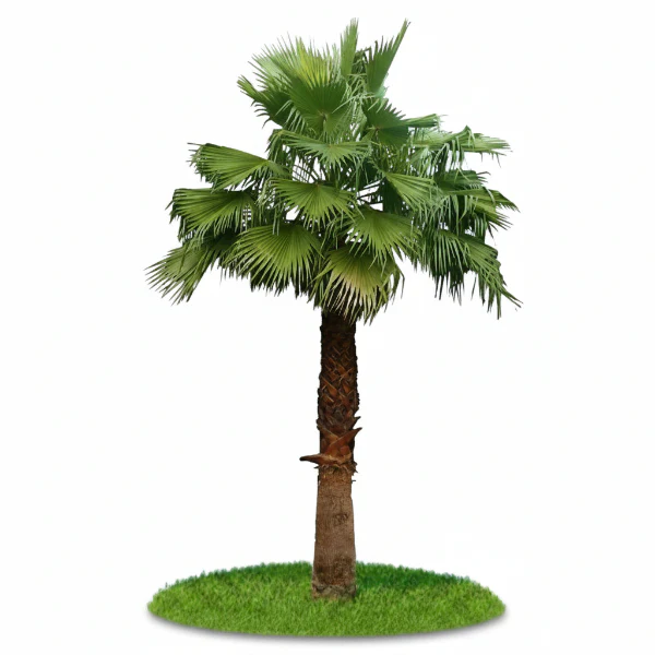 Mexican Fan Palm, Washingtonia Robusta