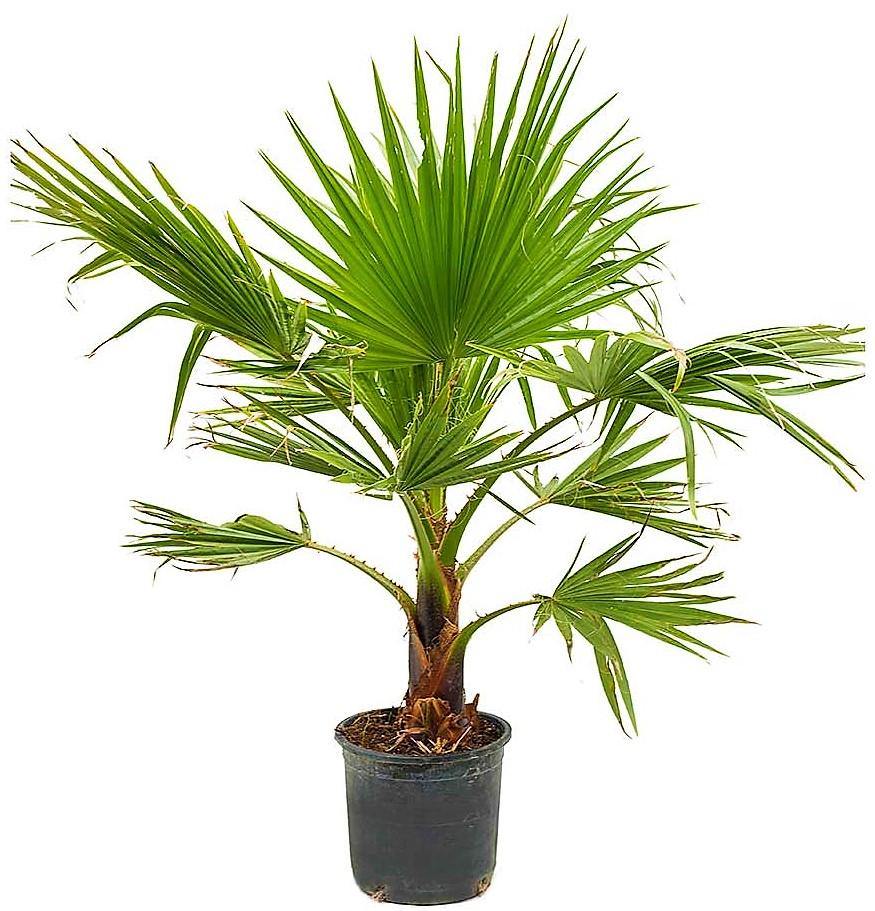 Mexican Fan Palm, Washingtonia Robusta - Image 2